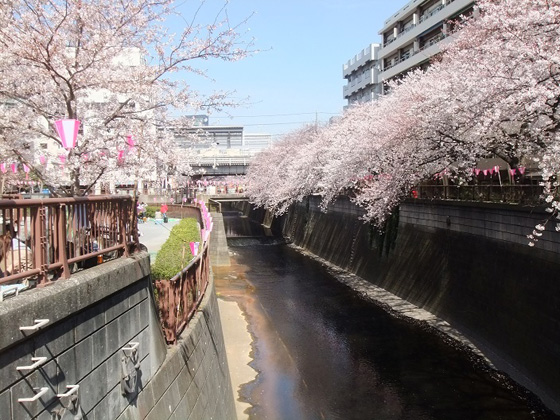 2015年春 東京の桜